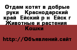 Отдам котят в добрые руки - Краснодарский край, Ейский р-н, Ейск г. Животные и растения » Кошки   